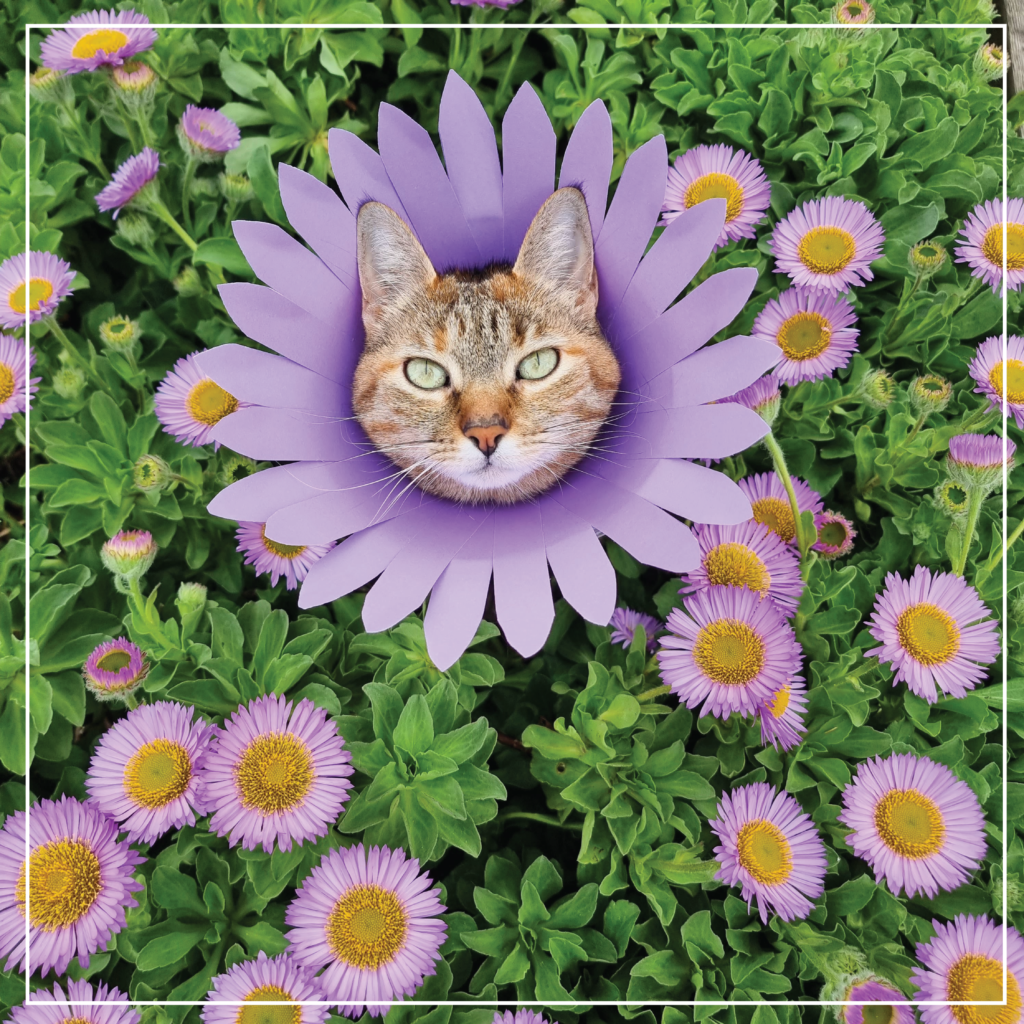 Nala cat Dressed as a flower