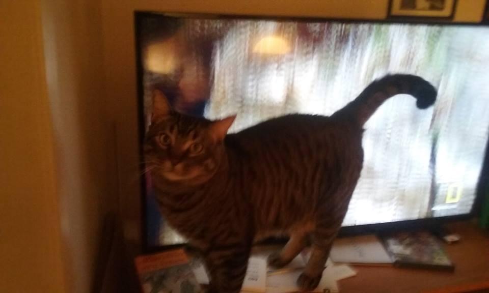 Gus