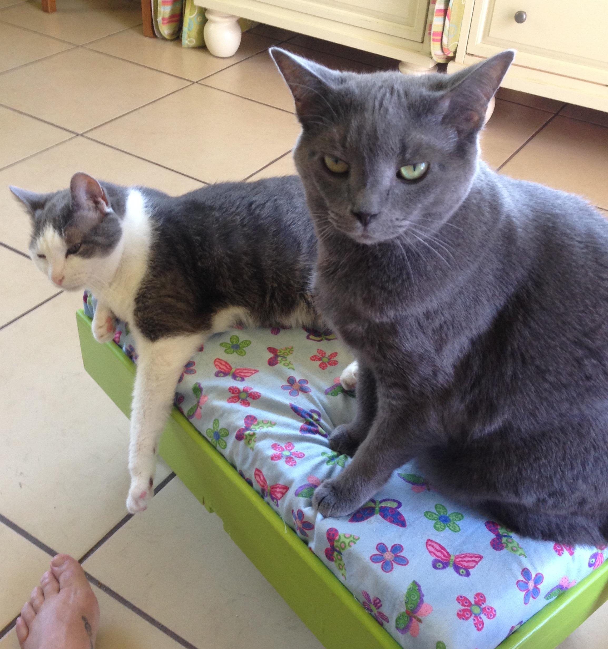 MissEmo&Shady