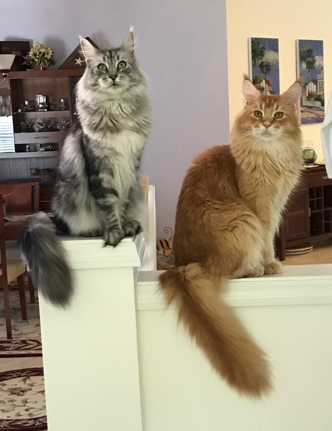 Speedy & Turbo